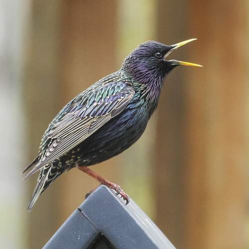 Photo #13692645