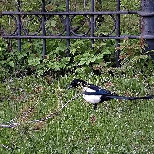 Photo #13692677