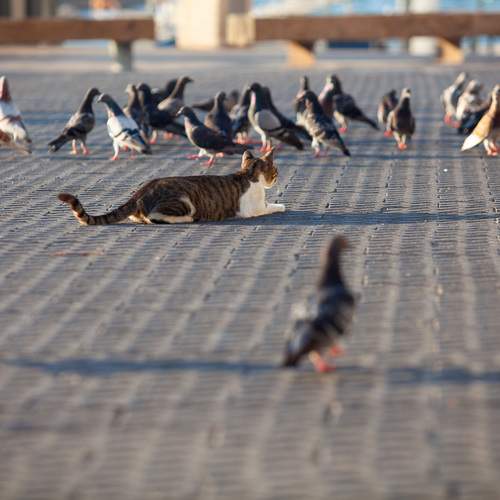 Photo #13692766
