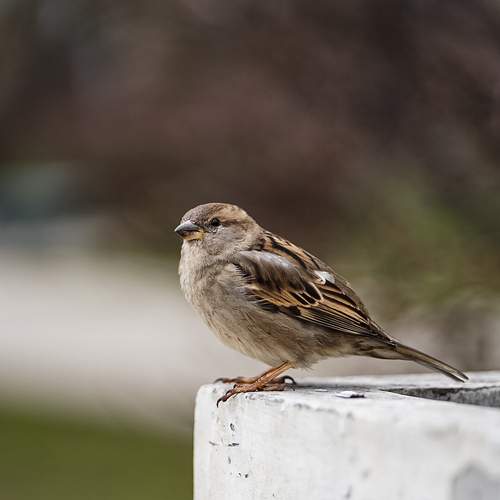 Photo #13692784