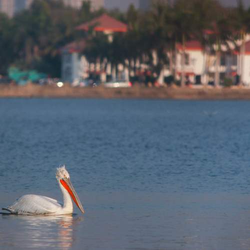 Solitude on Still Waters