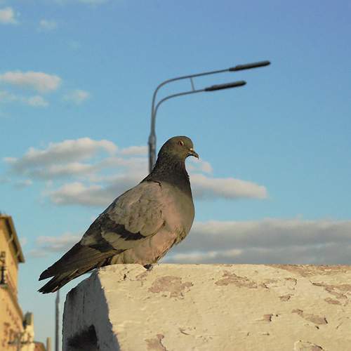 Photo #13692967