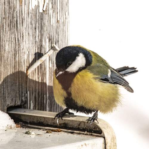 Photo #13693021