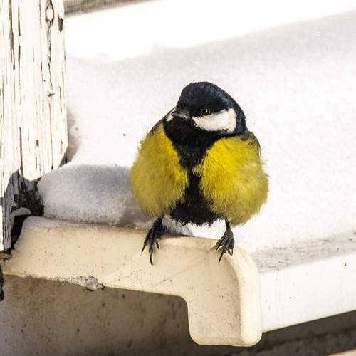 Photo #13693022