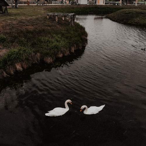 Photo #13693034