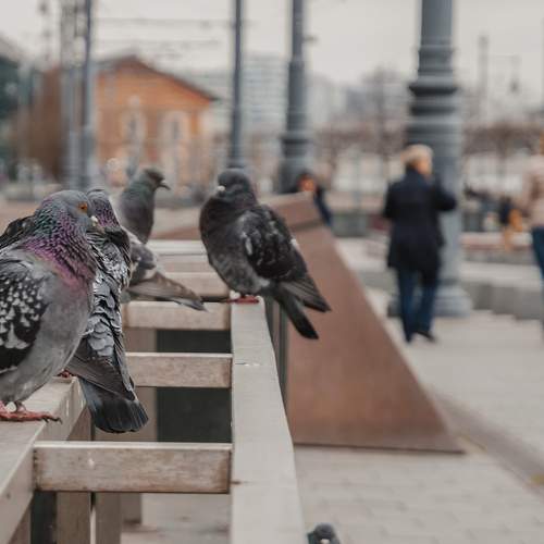 Фотография #13693102