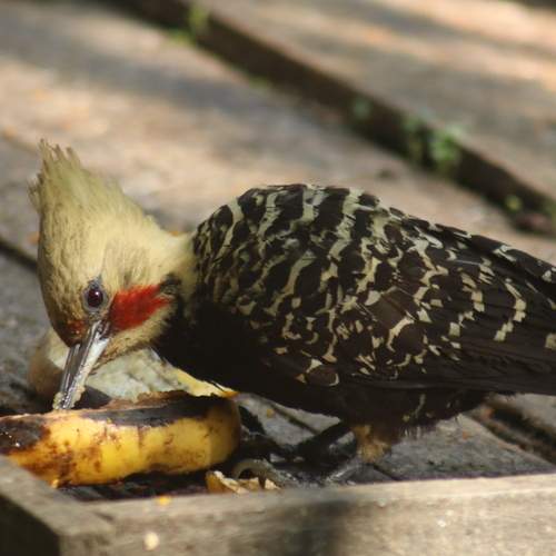 Photo #13693123