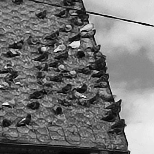 Photo #13693131