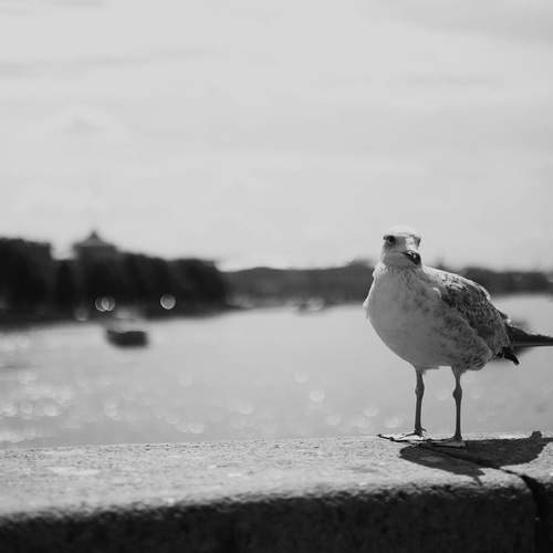 Photo #13693132