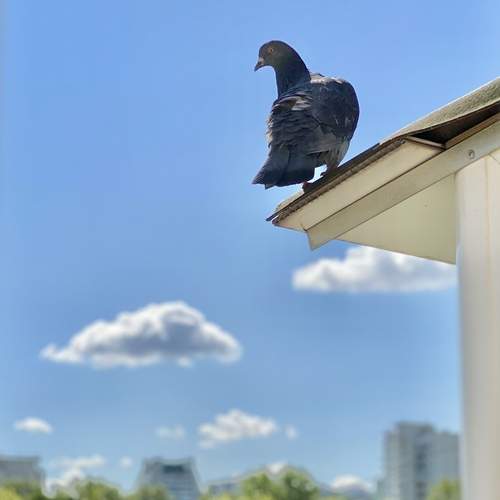 Photo #13693166