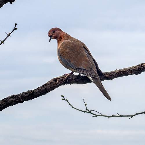 Photo #13693183
