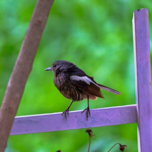 Photo #13693204