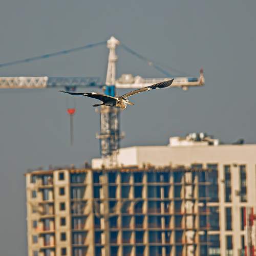Photo #13693248