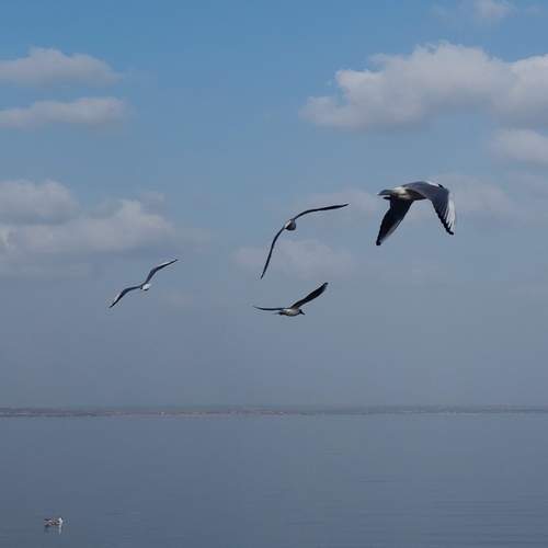 Photo #13693255
