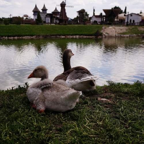 Photo #13693263