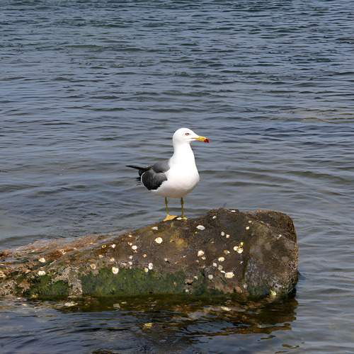 Photo #13693266