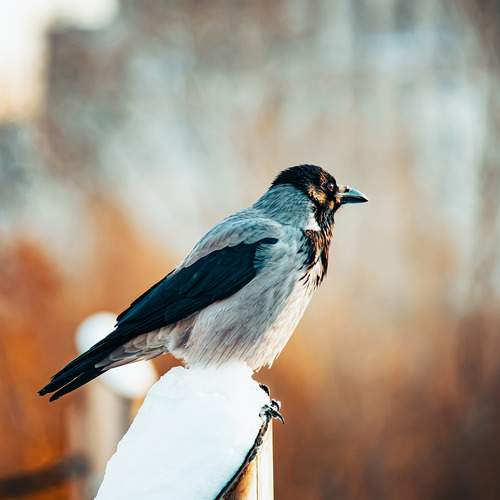 Photo #13693279