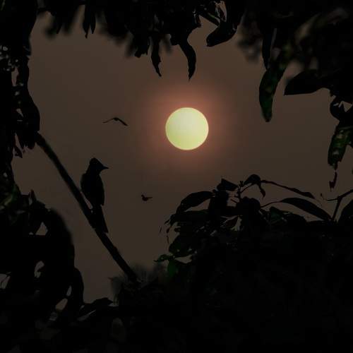 Photo #13693337