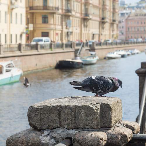 Photo #13693477