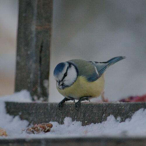 Photo #13693524