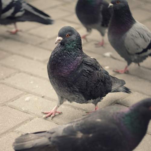 Photo #13693534