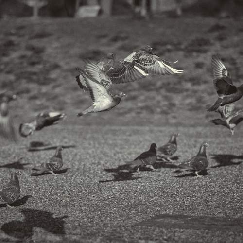 Flying Doves