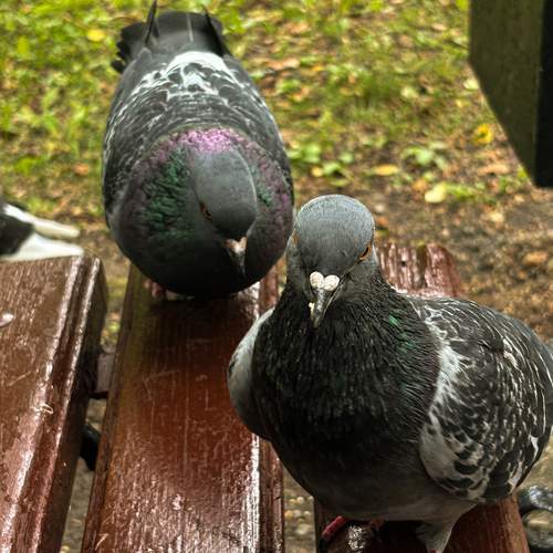 Photo #13693586