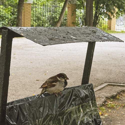 Photo #13693587