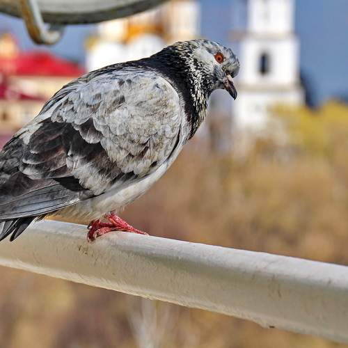 Photo #13693697