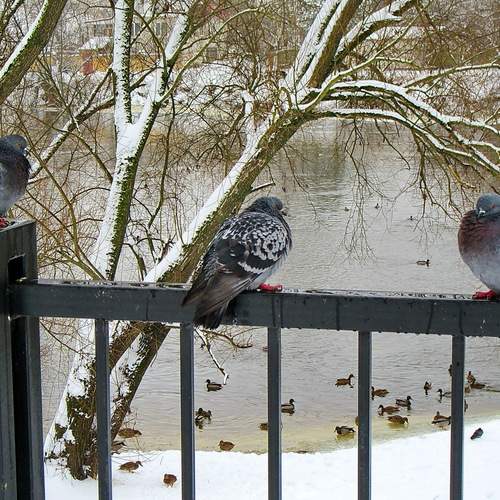 Photo #13693774
