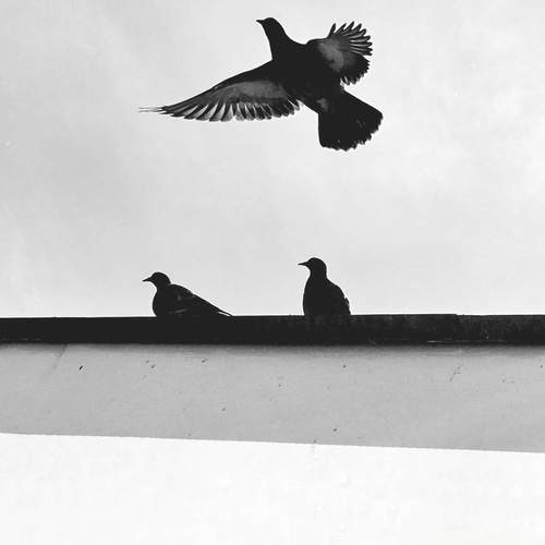 Photo #13693791