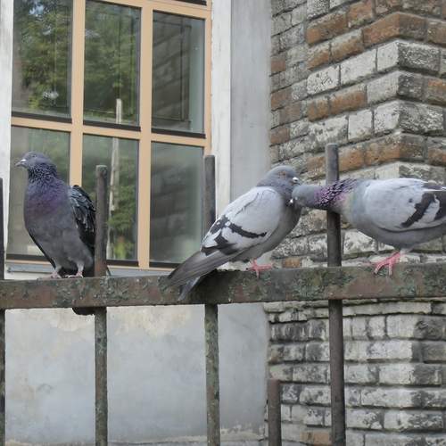 Photo #13693815