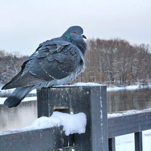 Photo #13693826