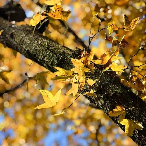 Autumn Lace