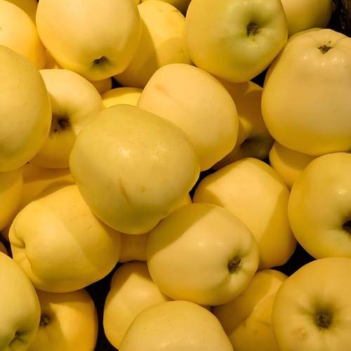 Harvets of Gold