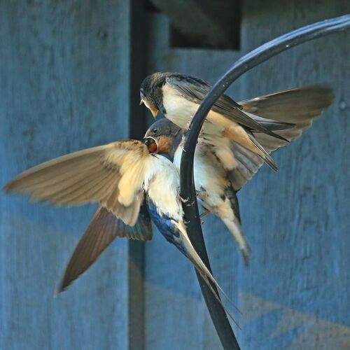 Photo #13694006