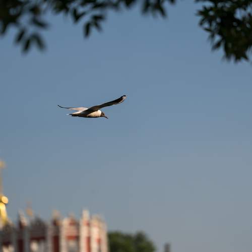 Jonathan Livingston