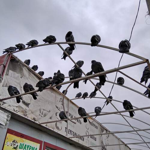 Photo #13694074