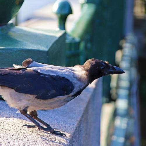 Photo #13694226