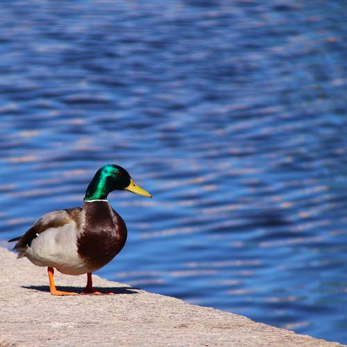 Photo #13694228