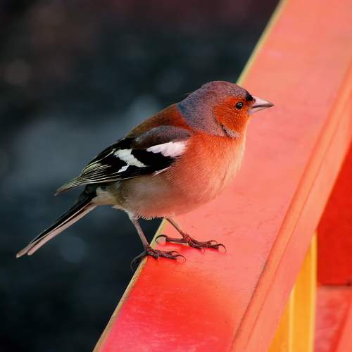 Photo #13694401