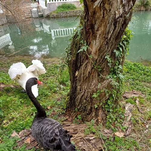 Photo #13694425
