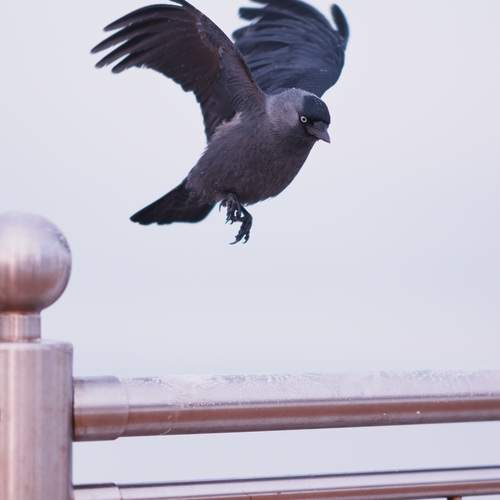 Photo #13694440