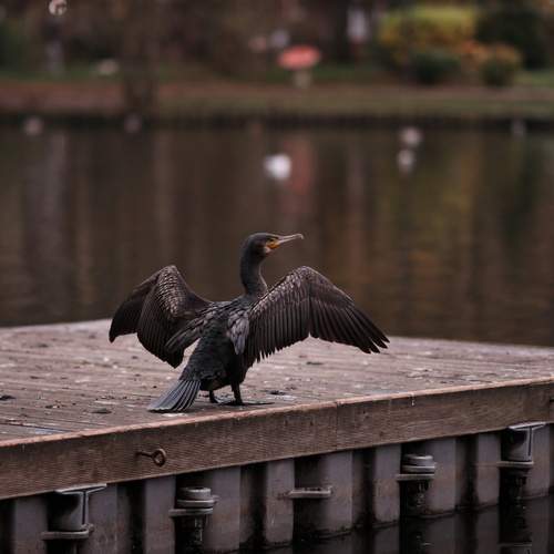 Photo #13694442