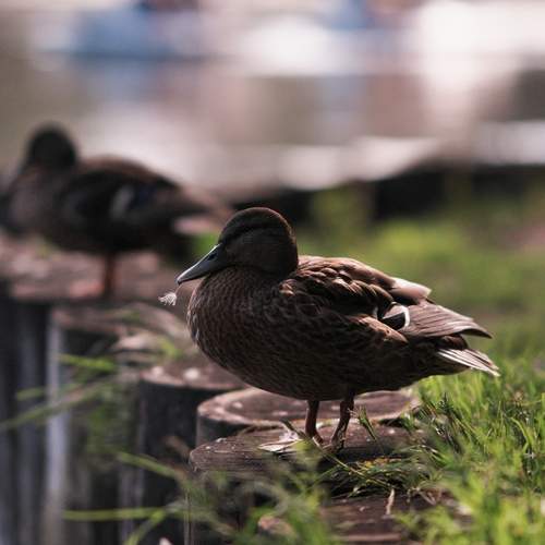 Photo #13694453