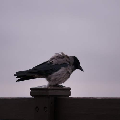 Photo #13694454