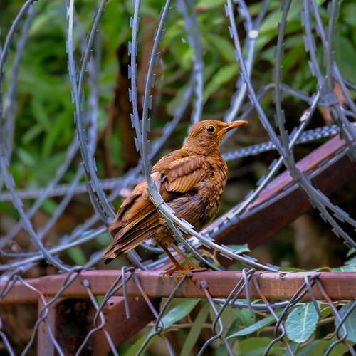 Photo #13694463