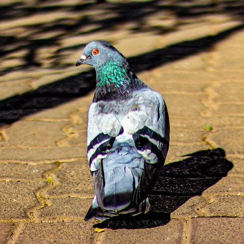 Photo #13694488