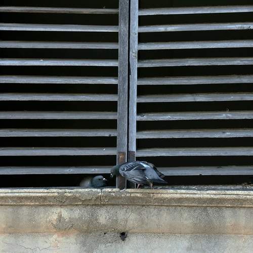 Photo #13694502