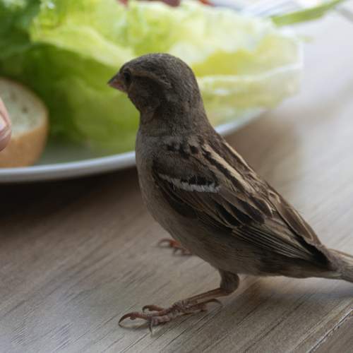 Photo #13694544